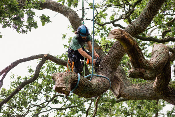 Best Stump Grinding and Removal  in Collinsburg, PA