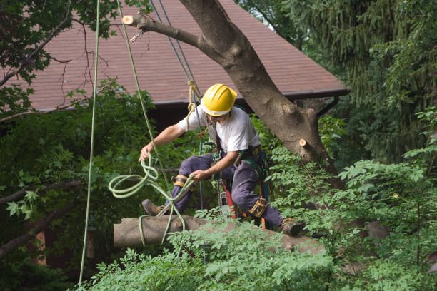 Best Seasonal Cleanup (Spring/Fall)  in Collinsburg, PA